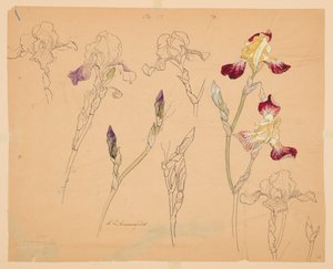 Studi di iris da Sophia L. Crownfield