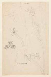 Studi di Iris da Sophia L. Crownfield