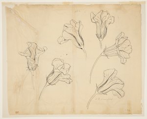 Studi di fiori di zucca o di zucca
