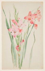 Studio di amarillidi da Sophia L. Crownfield