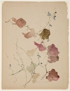 Studio di Clematis Vine con bacche blu