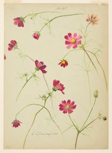 Studio del Cosmo da Sophia L. Crownfield