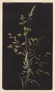Studio di erba in seme
