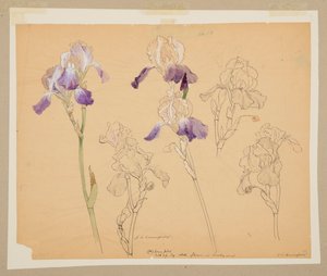 Studio di iris