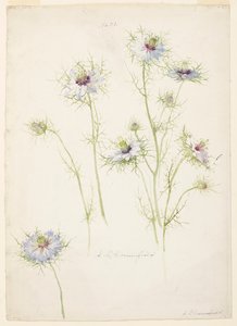 Studio di Nigella damascena