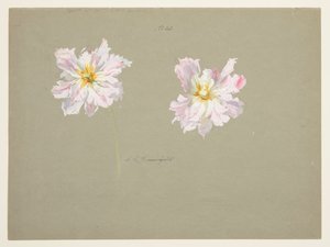 Studio di peonie rosa pallido da Sophia L. Crownfield