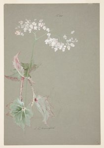 Studio di Begonia Rosa da Sophia L. Crownfield