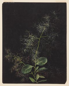 Studio di pianta, possibilmente Deschampsia cespitosa