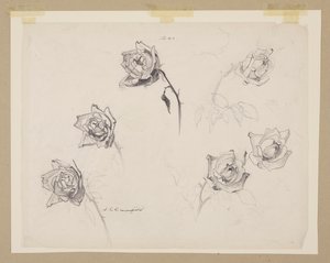 Studio di Rose