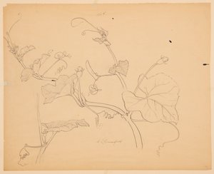 Studio di viti di zucca da Sophia L. Crownfield