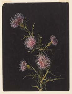 Studio di cardi da Sophia L. Crownfield