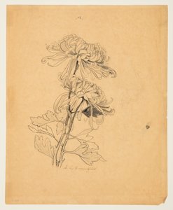 Studio di due crisantemi da Sophia L. Crownfield
