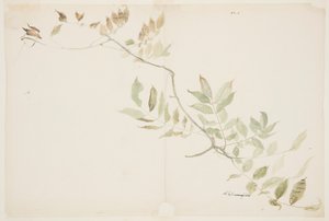 Studio del fogliame di glicine da Sophia L. Crownfield