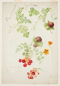 Studio di Felce Capelvenere, Vite Trombetta e Nasturzio