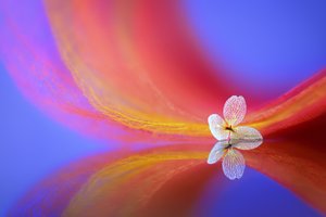 Riflesso di un fiore delicato