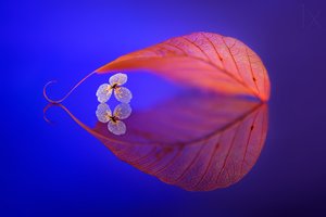 Riflesso di una foglia galleggiante