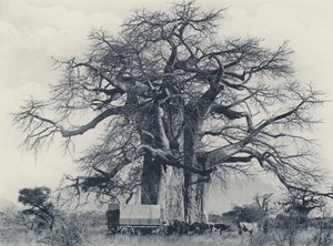 Un albero di baobab