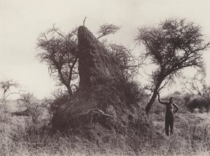 Un formicaio mammut da South African Photographer