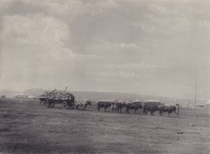 Un carro di buoi (foto in bianco e nero) da South African Photographer
