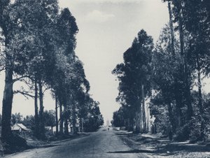 Viale di alberi di eucalipto blu, Pretoria (foto in bianco e nero) da South African Photographer