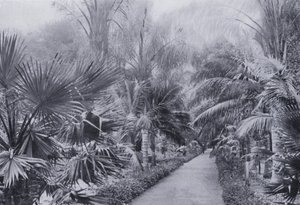 Viale delle Palme, Giardini Botanici, Durban