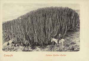 Uomini che osservano il famoso cactus di Cardon a Tenerife (foto b/n) da Spanish Photographer