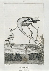 Fenicottero e Avosetta, da Una Storia della Terra e della Natura Animata, Londra 1816 da Spanish School