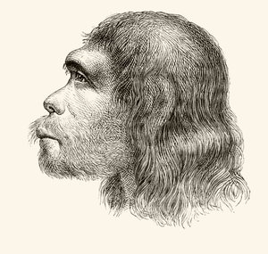 Testa di un Uomo di Neanderthal, da 