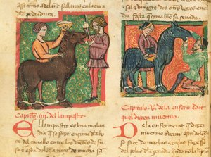 Ms 214 fol.26v Curare la glossite in un cavallo, da Libro de Menescalcia y Albeyteria di Juan Alvarez, c.1390 da Spanish School