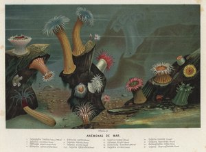 Anemoni di mare da Spanish School
