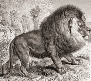 Il Leone del Capo, ora estinto, da 