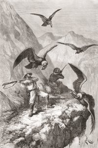 Édouard François André e compagno attaccati da condor vicino a Calacali, Provincia di Pichincha, Ecuador, durante la sua spedizione botanica ai piedi delle Ande nel 1875-76