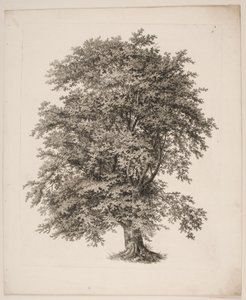 "Studi dalla natura riguardanti il disegno del paesaggio di S.H. Petersen", nr. 2 da Søren Henrik Petersen