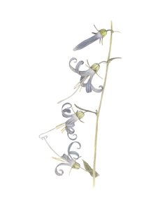Campanula della California, 2015 da Stacy Hsu