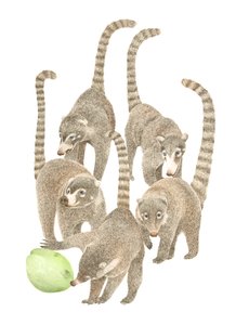 Coati della Costa Rica da Stacy Hsu