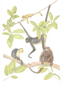 Scimmia della Costa Rica da Stacy Hsu