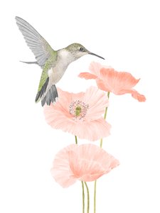 Giardino dei Colibrì, 2020