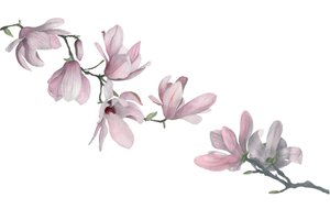 Magnolia