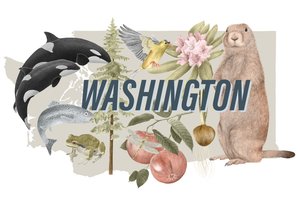 Simboli dello Stato di Washington
