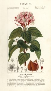 Achiote o albero del rossetto, Bixa orellana da Stanghi Stanghi