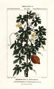 Cetriolo africano, Momordica balsamina da Stanghi Stanghi