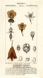 Cetriolo africano, Momordica balsamina da Stanghi Stanghi