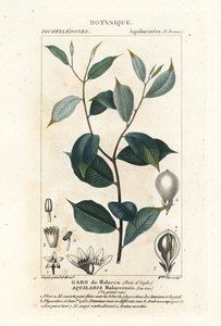 Agarwood, Aqualaria malaccensis Criticamente in pericolo da Stanghi Stanghi