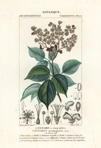 Agelaea pentagyna da Stanghi Stanghi