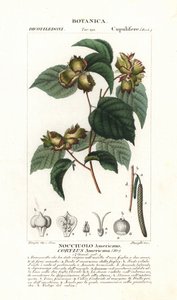 Nocciolo americano, Corylus americana