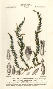 Muschio antifever fontinalis, Fontinalis antipyretica da Stanghi Stanghi