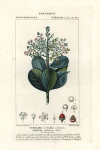 Ardisia coriacea