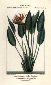 Uccello del paradiso, Strelitzia reginae da Stanghi Stanghi