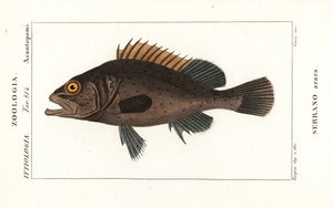 Cernia nera, Mycteroperca bonaci