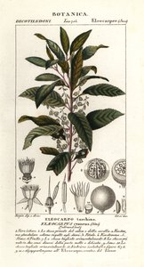 Frassino di mirtillo, Elaeocarpus cyaneus